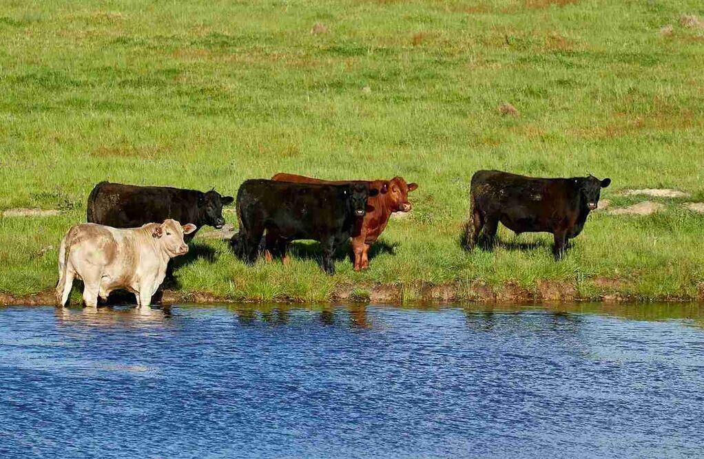 How Animal Welfare Impacts Beef Quality