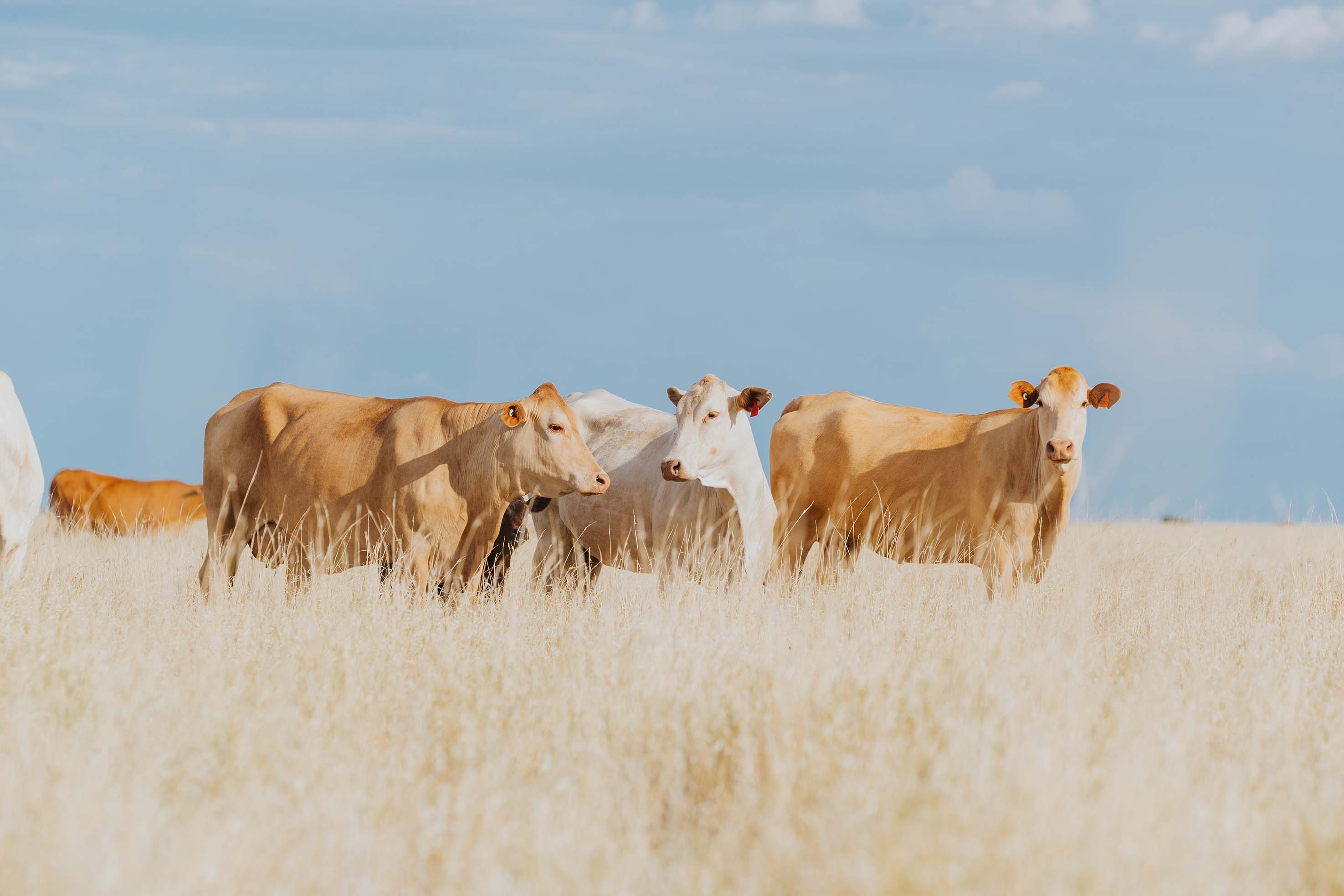 Cam kết tìm kiếm giải pháp về khí hậu