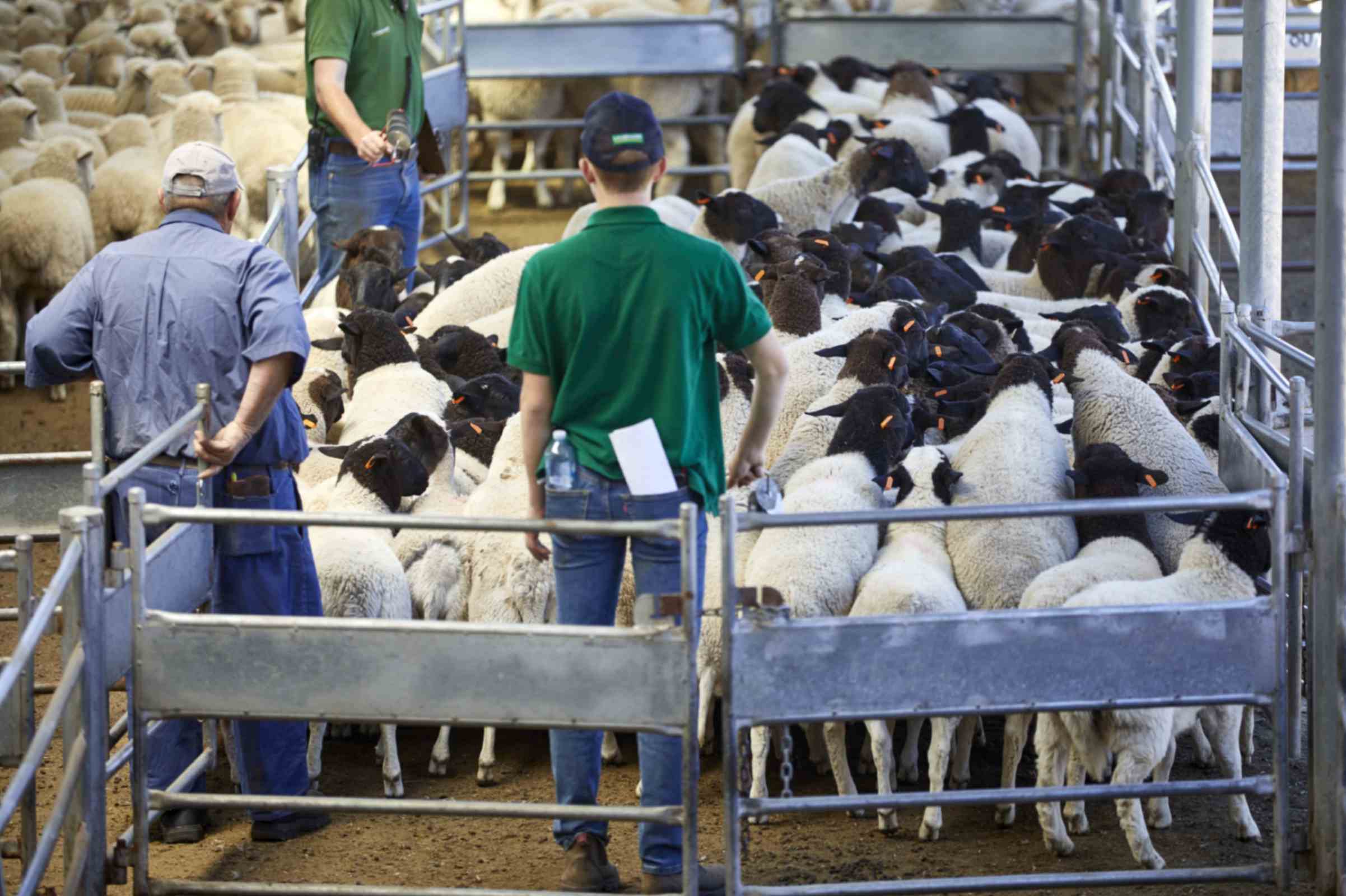 Hiểu về truy xuất nguồn gốc của thịt đỏ Úc: Từ trang trại đến bàn ăn